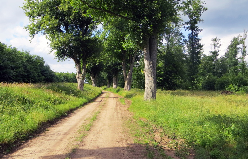 growth, idyllic, green color, tree, field, Trail, plant, Cycle Path, lane, grass, go for a walk, 2K, land, no people, Nature, landscape, dirt road, tranquility