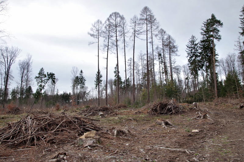 wykarczowany forest, 5K, plant, lets go, obstacle, way, non-urban scene, beauty in nature, remote, zawalidroga, cut down a tree, forest, sky, trunk, environment
