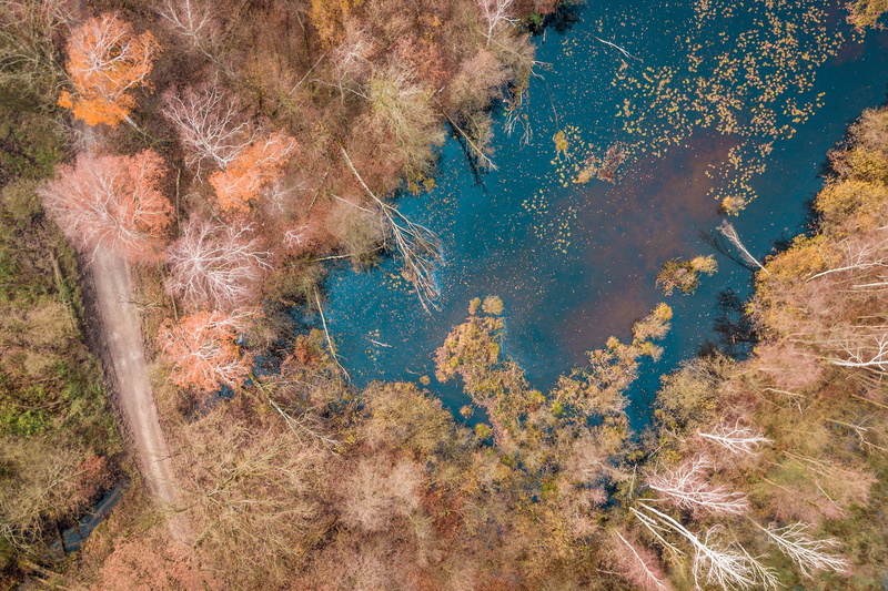 high angle view, day, rock, plant, way, nature, beauty in nature, forest, tranquil scene, growth, tree, green color, autumn, lake, air, drone, stupidity