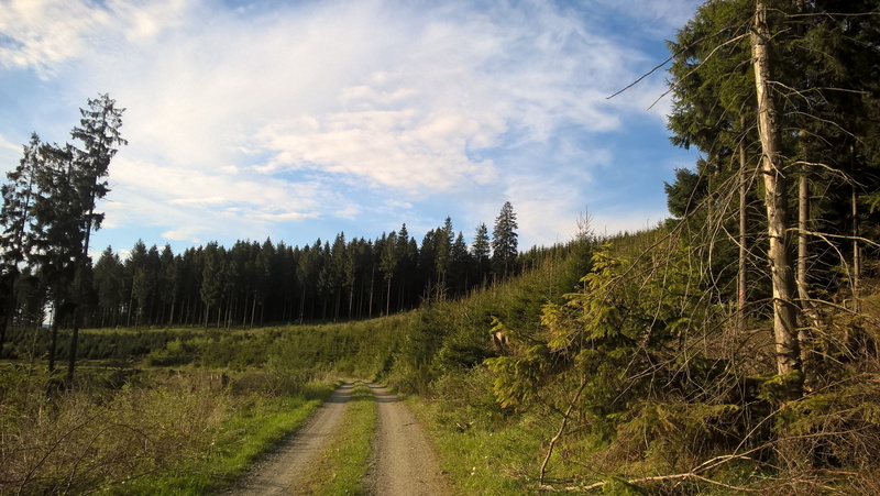 no people, nature, nature trail, forest road, scenics - nature, green, road, pine woodland, idyllic, promenade, tranquil scene, outdoors, direction, sky