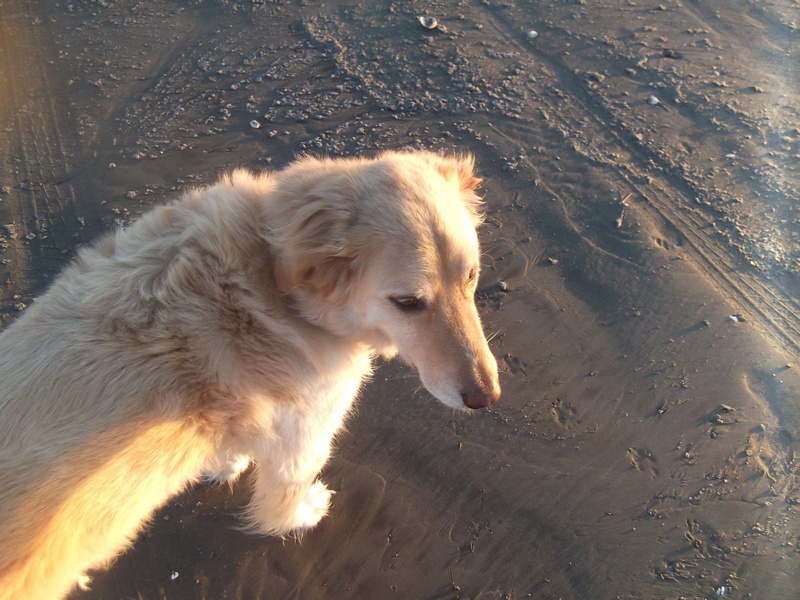 one animal, vertebrate, animal, nature, land, domestic, dog, animal head, sunlight, domestic animals, mammal, sand, canine, looking, animal themes, day