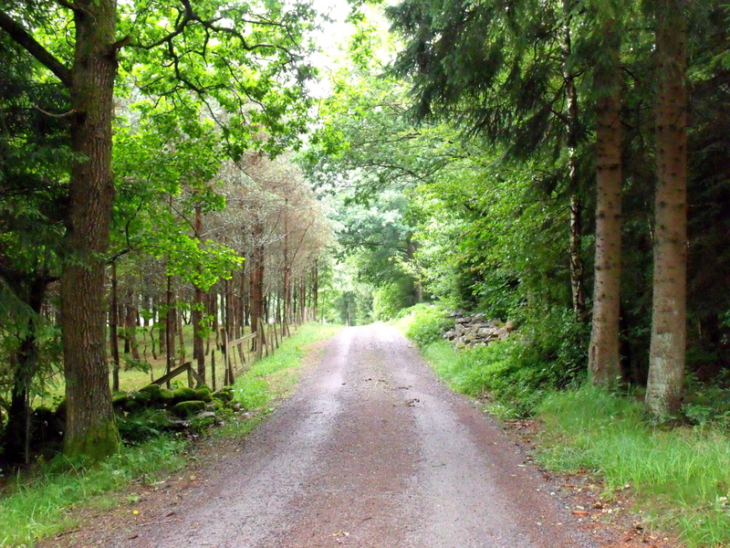 direction, the way forward, Forest Road, go, park, nature, trunk, Peace, 2K, treelined, outdoors, road, forest, beauty in nature, day, woodland, tranquility