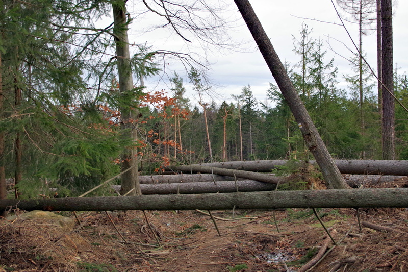 outdoors, no people, branch, cut down a tree, nature, the environment, plant, way, tranquility, land, sky, trunk, landscape, wood, growth, tree, obstacle
