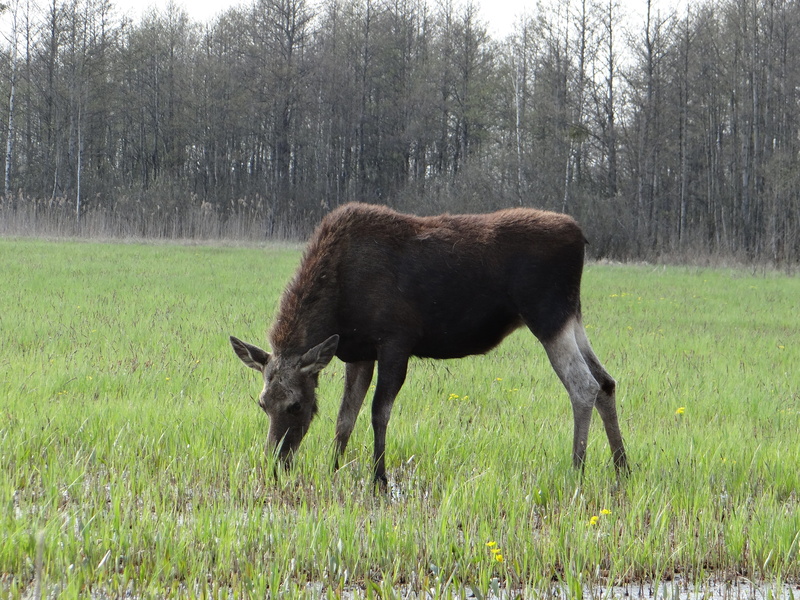 livestock, land, herbivorous, meadow, moose, lets go, no people, vertebrate, 4K, animal wildlife, mammal, way, day, pets, female, animal themes, outdoors
