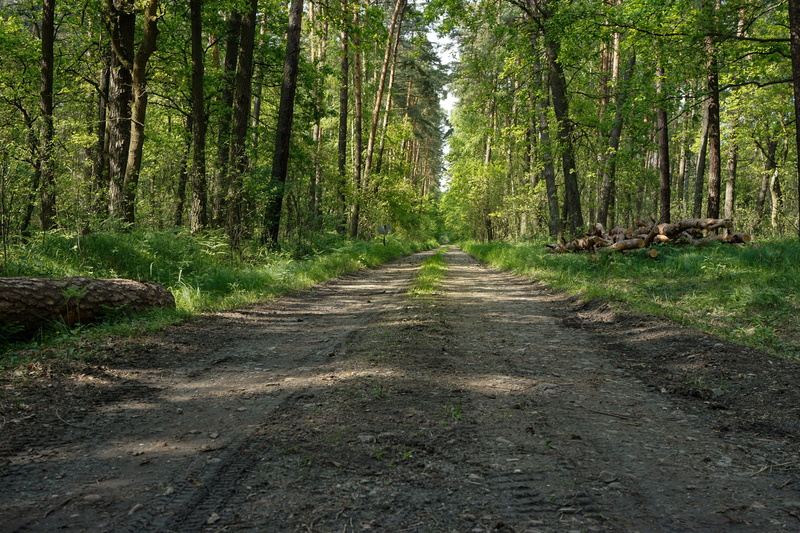 spring, green, beauty in nature, sandy road, plant, nature, tranquility, treelined, tree, pathway, the forest niepołomicka, diminishing perspective, the way forward