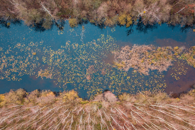 stupidity, forest, water, high angle view, drone, beauty in nature, change, no people, environment, nature, foliage, land, poland, autumn, tourism, growth