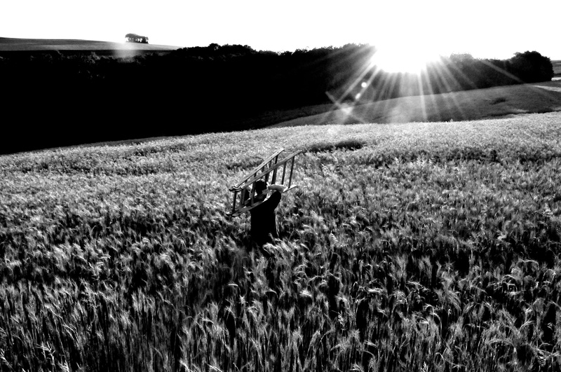 field, nature, lens flare, land, sky, rural scene, environment, scenics - nature, cornfield, tranquility, dusk, head, agriculture, sunlight, plant, day