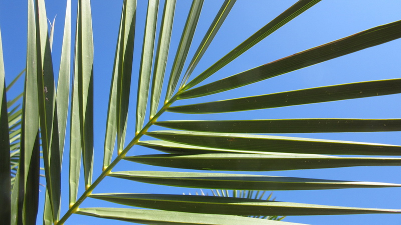 growth, subjects, background, fan palm, clear sky, tree, close-up, day, green color, sky, palm leaf, 4K, beauty in nature, frond, no people, palm tree