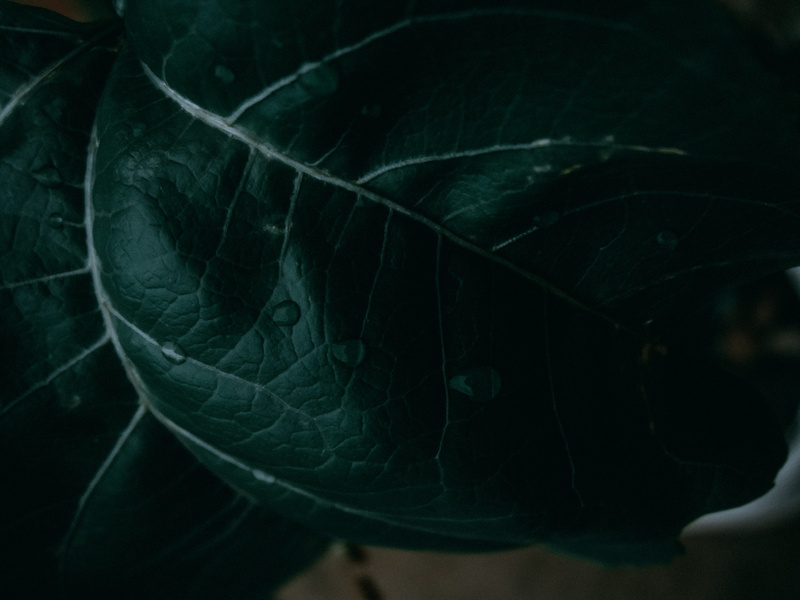 spider web, nature, water, animals in the wild, beauty in nature, soap, coin, animal themes, flower, 5K, animal wildlife, veins, natural pattern, crystal