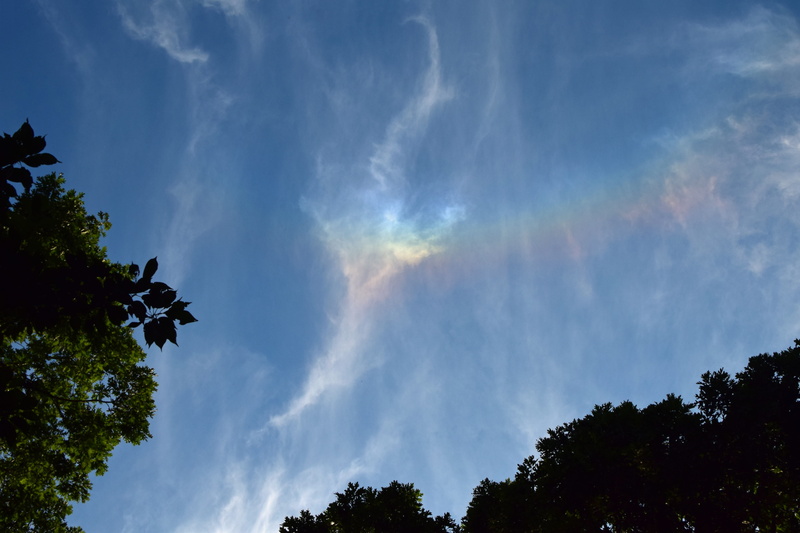 summer, treetop, cloudscape, cloud - sky, early evening, tranquil scene, skyscape, tranquility, tree, beauty in nature, outdoors, rare, landscape, plant