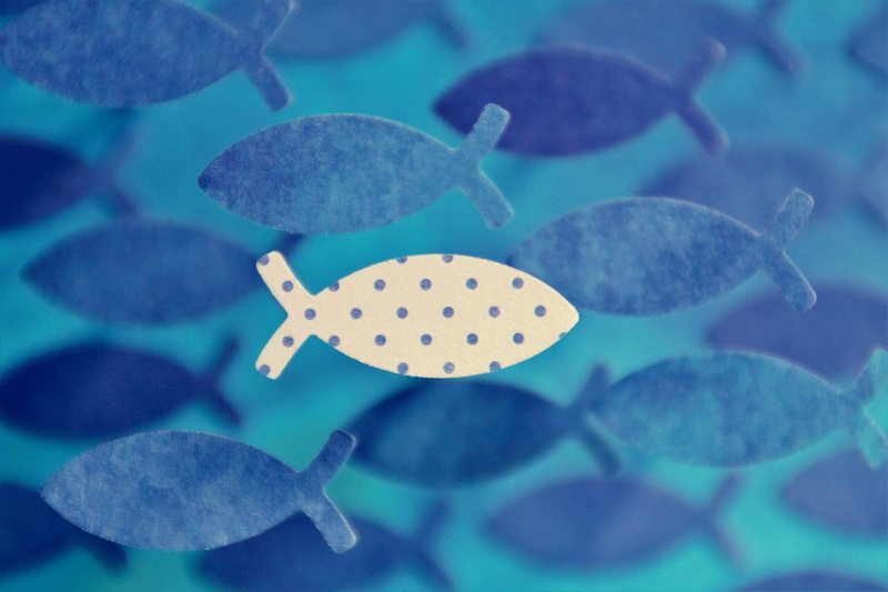 sea life, close-up, cardboard, tinker, self-confidence, aquarium, animals in the wild, plant part, swim, swimming, points, animal wildlife, undersea, sea