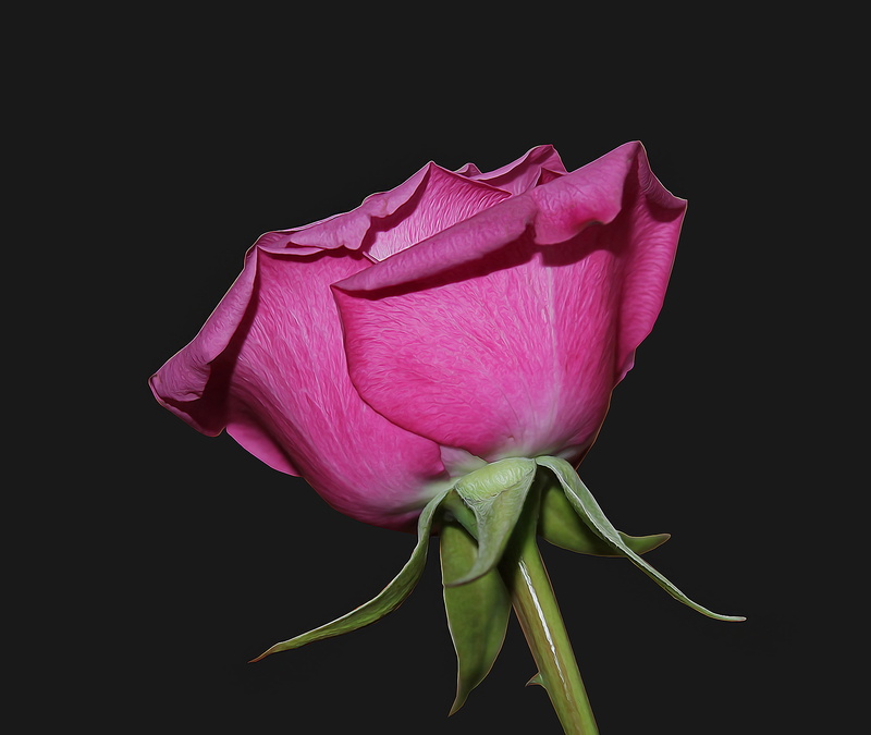 studio shot, 4K, rose, valentin, nature, fragility, pink, plant, flowering plant, inflorescence, freshness, romance, red, beauty in nature, sepal, flower