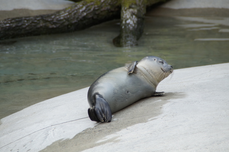 concerns, aquatic mammal, rock, nature, sleep, sea, cozy, zoo, seal, mammal, day, vertebrate, 5K, sea lion, no people, animal, outdoors, animal wildlife