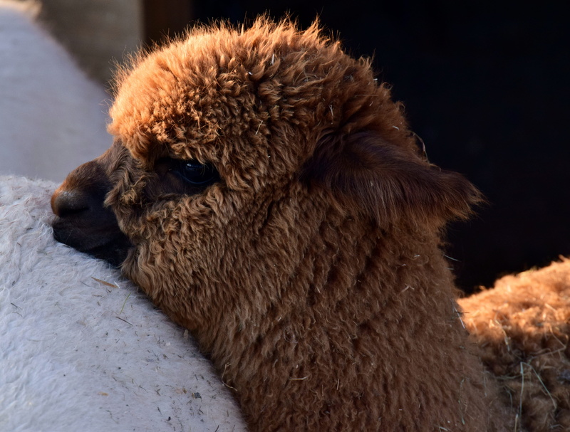 vertebrate, animal hair, watch, animal themes, see, fluffy, animal wildlife, 5K, herbivorous, love, young, animal head, domestic animals, close-up, pets