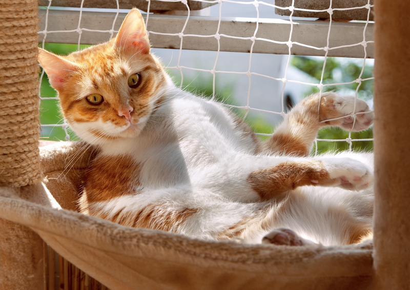 charming, balcony, tabby, looking, orange, whisker, funny, portrait, one animal, feline, cute, wildlife photography, is, cat, sweet, deck trough, relaxation