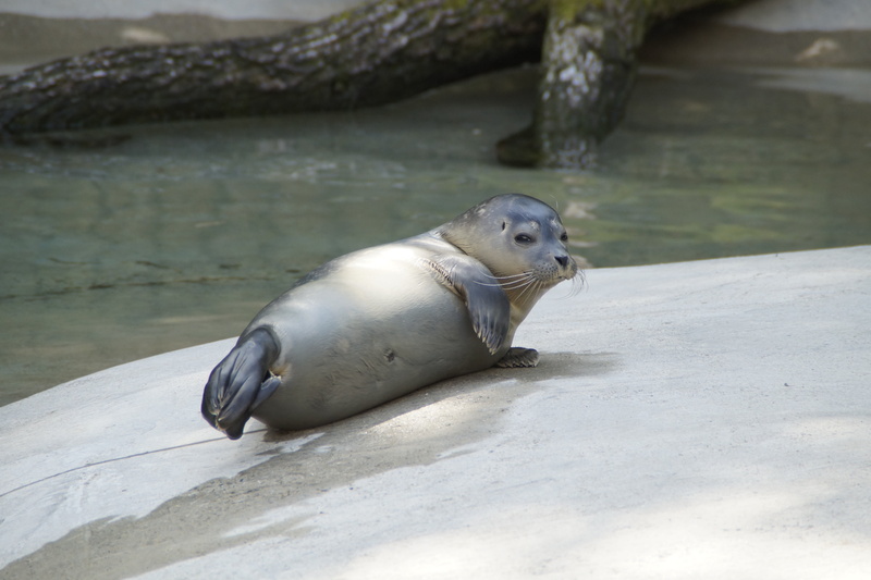 resting, seal - animal, animal wildlife, mammal, zoo animal, rock, rest, easily, relaxation, underwater, side view, animals in the wild, cozy, posing, robbe