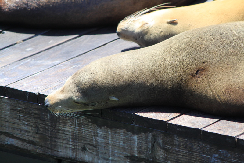 easily, relaxation, sea lion, san francisco, mammal, whisker, sleeping, animal wildlife, animal head, relax, doze, wood - material, no people, outdoors