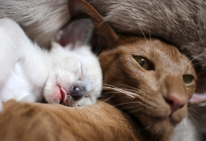no people, indoors, drink, portrait, pets, fluffy, photo, animal, charming, pet, playful, dream, young Animal, eyes, relaxation, domestic Cat, carnivores