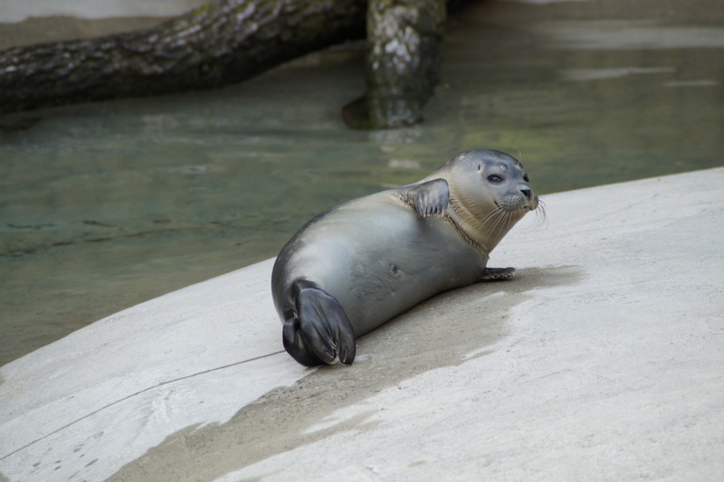 zoo animal, underwater, outdoors, mouth open, one animal, relaxation, 5K, sea, nature, relax, cozy, robbe, marine, animal wildlife, aquatic mammal, water