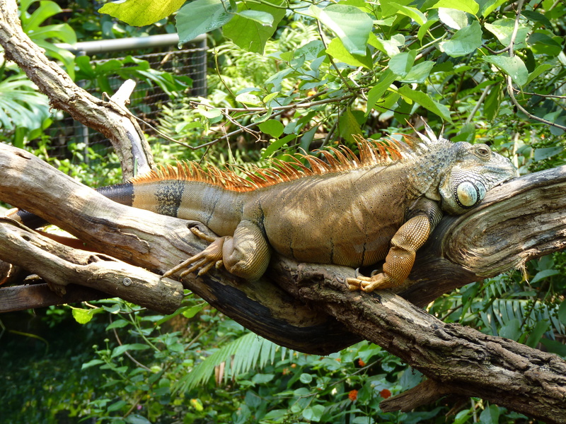 day, no people, lazy, plant, zoo, brown, rest, profile view, green, animals in the wild, reptile, animal themes, one animal, outdoors, animal wildlife
