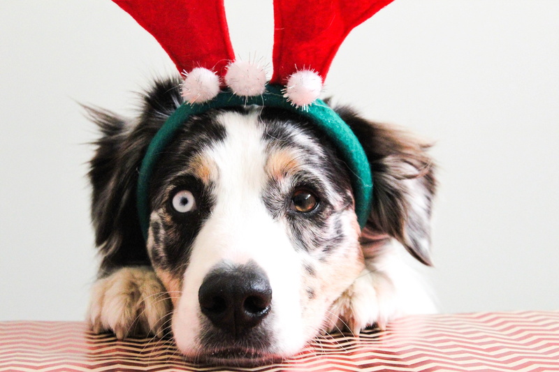 wearing, sweet, vertebrate, new, Pet, white, adorable, looking at camera, domestic, studio, friend, headband, domestic animals, red, holiday, indoors, animal body part