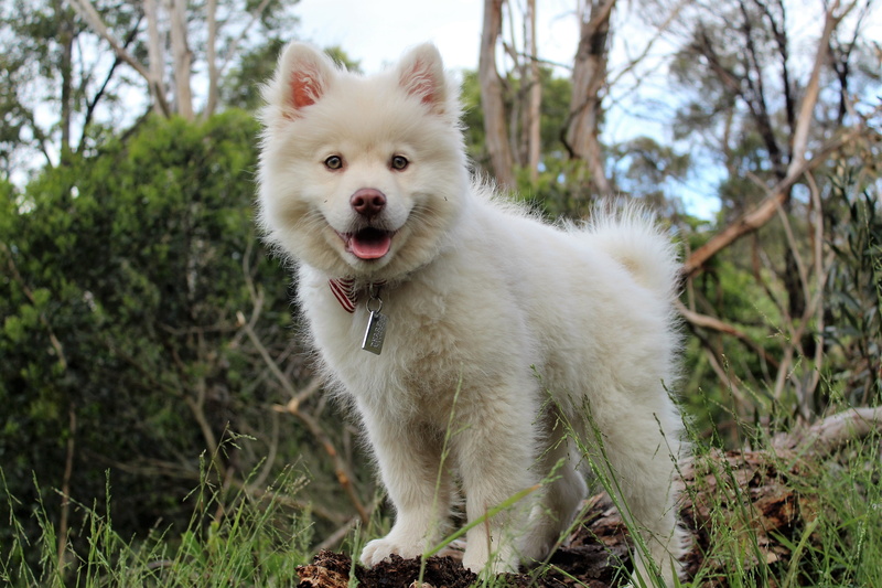 summer, plant, play, day, breed, animal, happy, daytime, relationship, friend, tree, puppy, 4K, friendship, trees, nature, dog, one animal, cute, domestic animals