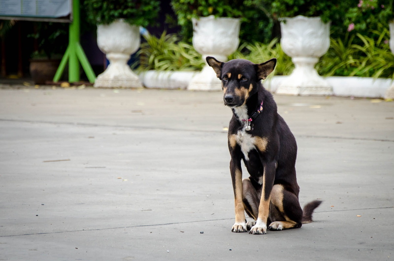 looking, person, mammal, vector, temple, canine, funny, tongue, pet, white, pets, full length, puppy, woman, thai, small, breed, sitting, mouth open, no people