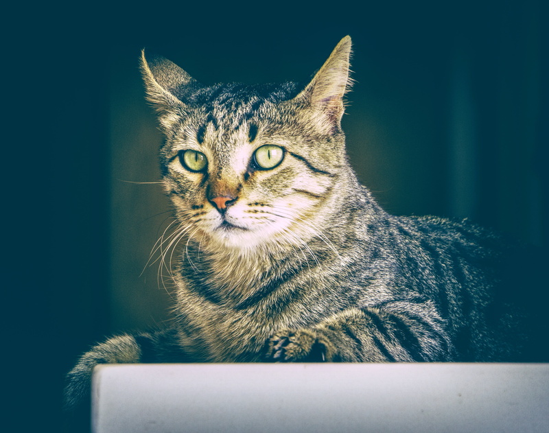 kitty, character, looking, home, fur, friend, young, cat, pet, dog, portrait, design, domestic cat, collection, cartoon, maine coon cat, animal, fluffy
