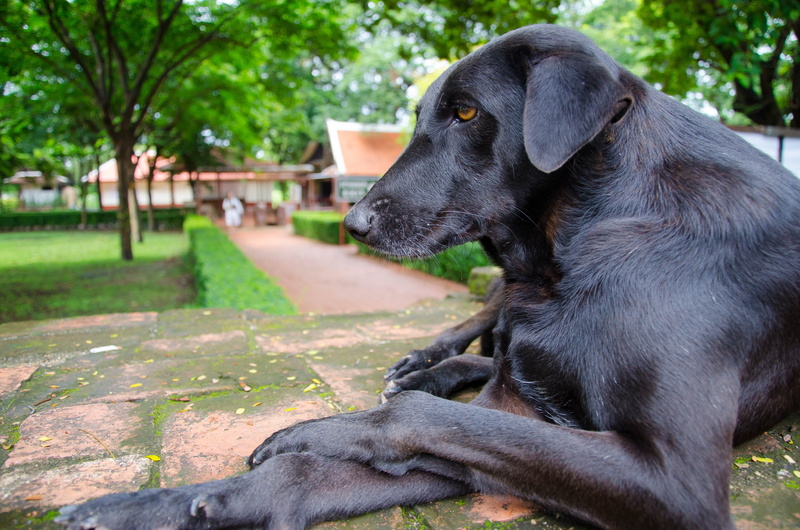 grass, breed, domestic, animal head, pet, labrador retriever, smile, friend, day, outdoors, dog, mammal, portrait, cute, face, no people, cheerful, domestic animals