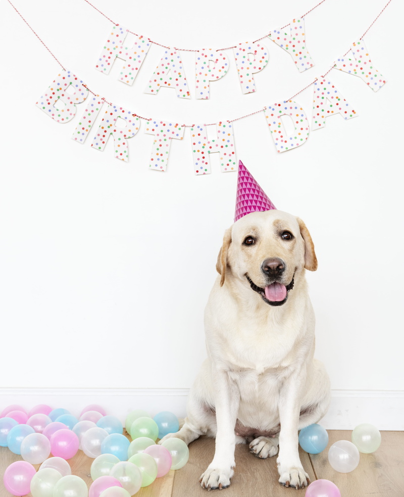 cute, domestic animals, event, dog, one animal, sitting, mammal, golden, white, young, funny, colorful, breed, fun, studio, yellow, wall, indoors, labrador