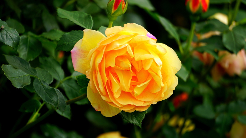 outdoors, close-up, spring, freshness, flowering, leaf, no people, plant, green, rose - flower, budding, nature, flowering plant, gardening, fragility