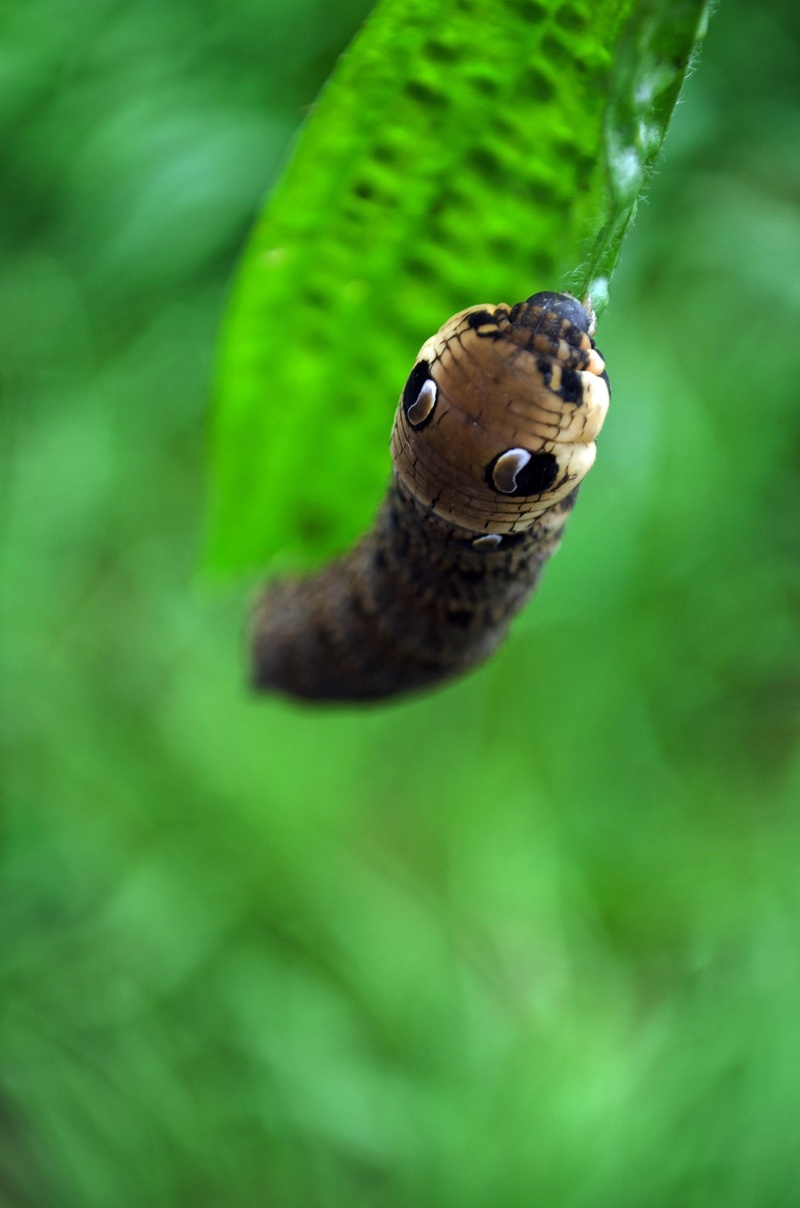 creature, no people, vermin, animals in the wild, climbing, worm, maggot, vertebrate, animal wildlife, selective focus, dots, stem, green color, outdoors