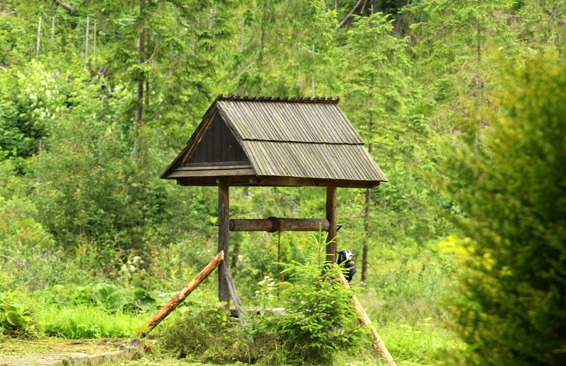 roof, plant, tree, decoration, beauty in nature, environment, forest, wood - material, scenics - nature, rainforest, outdoors, green color, nature, woodland