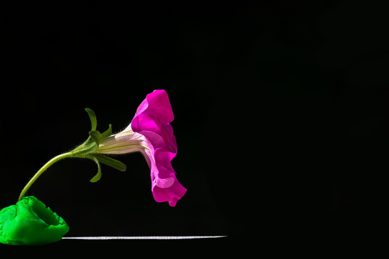 food, beauty in nature, flowering plant, pink, 5K, purple, summer flowers, flower head, ornamental plant, indoors, black, pink color, bloom, leaves, flora