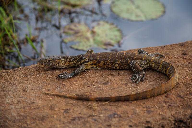 resting, poisonous, animal themes, africa, animal wildlife, business, house, crocodile, photogrpher, ugandanphotographer, crocodilehouse, nature, commission