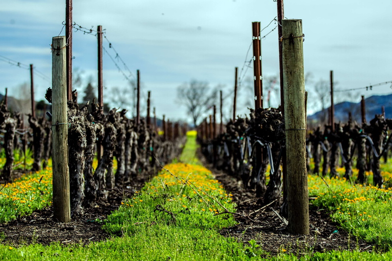 focus on foreground, tranquility, wood - material, field, environment, tree, plant, napa, in a row, california, tranquil scene, landscape, 4K, napavalley