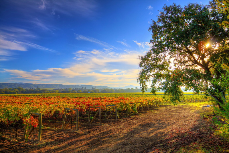 green, 4K, the sun, Healdsburg Wine Tour, grass, plantation, tree, field