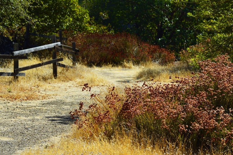valley, wood, summer, sonoma, countryside, fall, bushes, fence, weed, flowing, grass, plant, walkway, 4K, growth, trees, no people, autumn, field, red