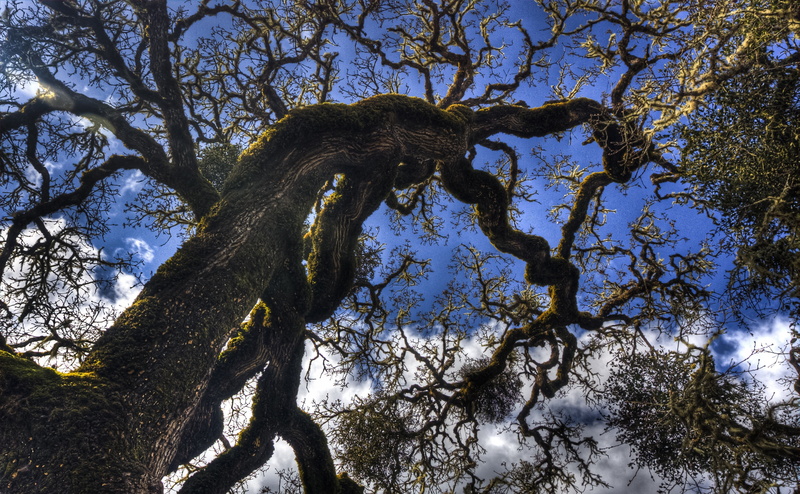 green color, anderson, no people, beauty in nature, 2012, sky, branch, valley, plant part, animal, day, andersonvalley, tree trunk, California, plant, outdoors