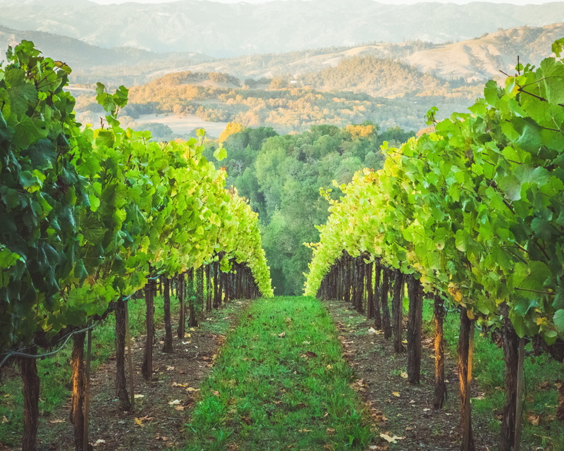 building, landscape, trees, 5K, green color, field, plant, plantation, farm, crop, winemaking, agriculture, rural scene, outdoors, grove, pathways, scenery