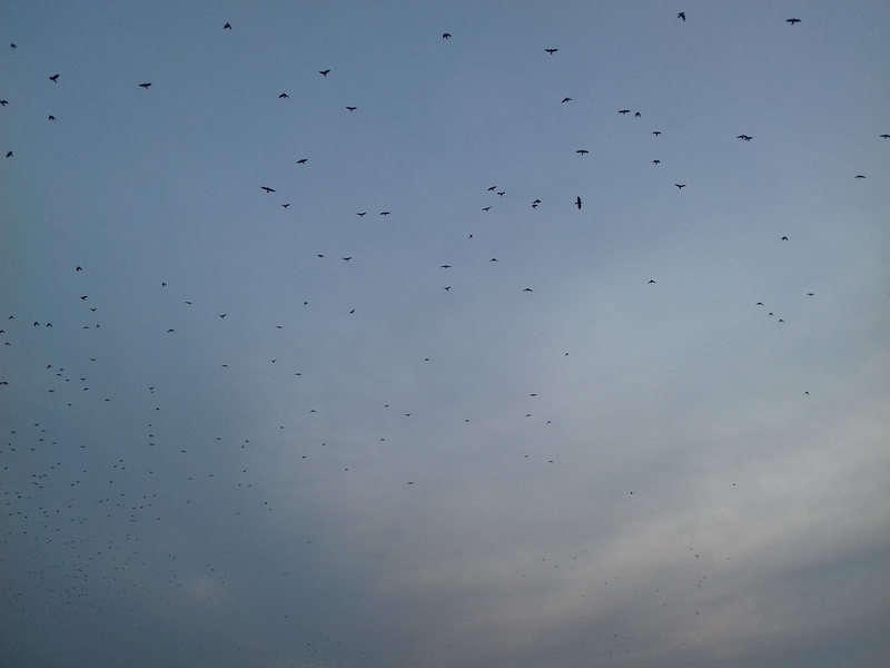 raindrop, poland, day, vertebrate, nature, animals in the wild, flying, low angle view, animal themes, 2K, torun, bird, crows, rain, flock of birds, group of animals