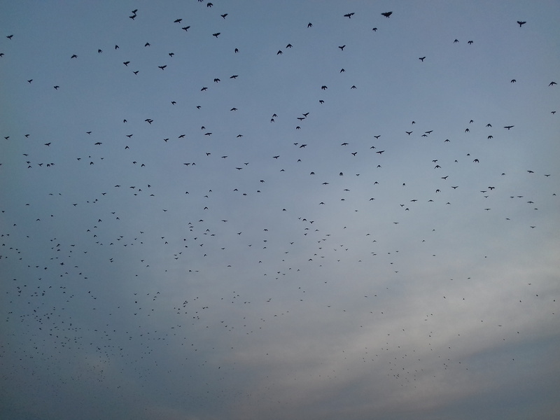 crows, animals in the wild, cloud - sky, outdoors, raindrop, group of animals, day, 2K, sky, no people, vertebrate, flock of birds, low angle view, torun