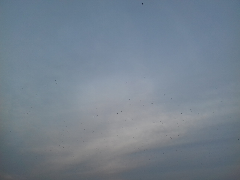 full frame, animal, no people, 2K, vertebrate, torun, flying, day, backgrounds, flock of birds, outdoors, cloud - sky, blue, meteorology, bird, beauty in nature