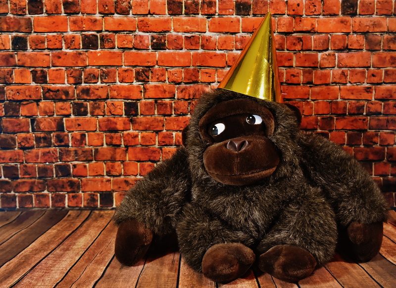 wall - building feature, day, gorilla, looking at camera, funny, portrait, party hat, birthday, plush, indoors, toy, domestic animals, domestic, relaxation