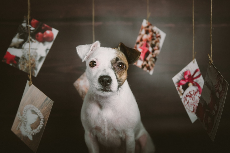face, Parson-Russell-Terrier, cards, 1080P, dog, look, Christmas, doggie