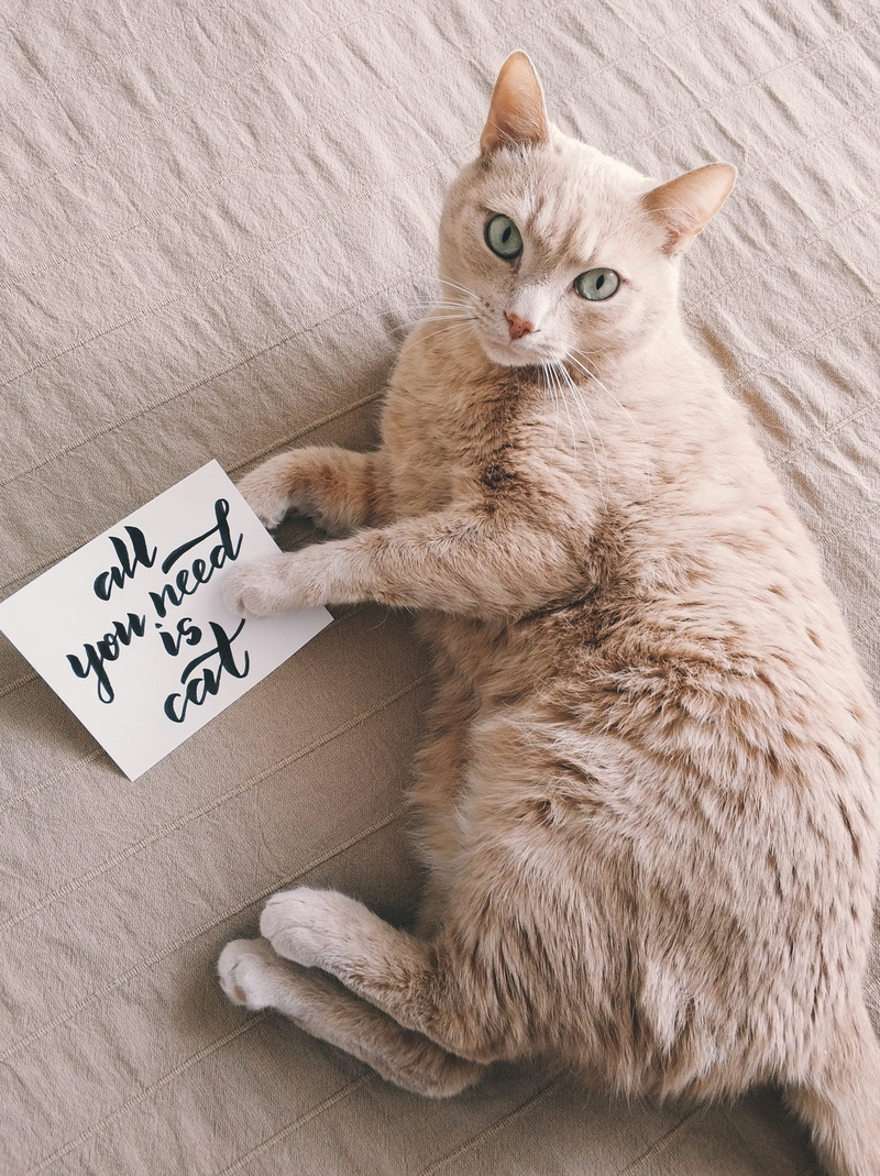 coated, indoors, domestic cat, pets, adorable, kitten, no people, domestic animals, looking at camera, mid, relaxation, focus, eyes, fur, looking, high angle view