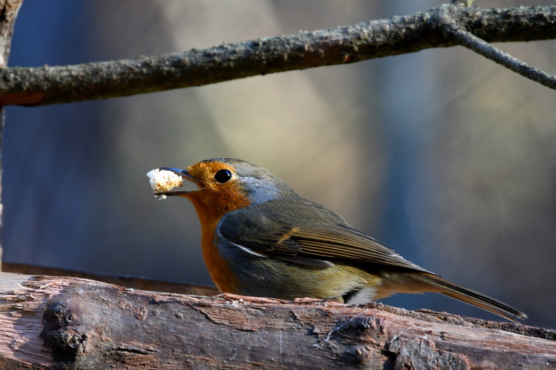 forest, animals in the wild, one animal, food, animal wildlife, 5K, crumb, parrot, tree, beak, beauty in nature, perching, animal themes, wood - material