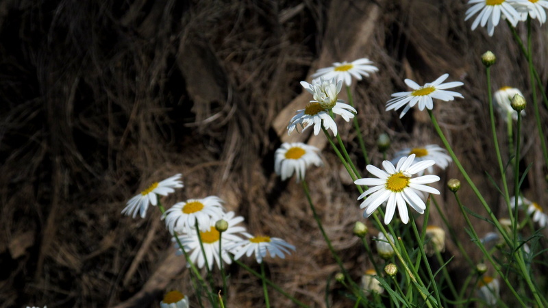 land, close-up, 2K, focus on foreground, garden, petal, pollen, inflorescence, beauty in nature, no people, freshness, day, growth, field, flower head