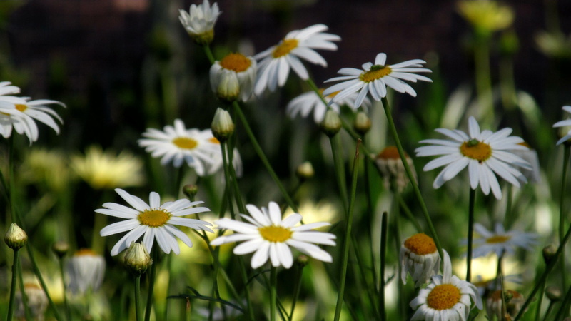 flower, day, 2K, fragility, vulnerability, field, nature, botany, gaza, selective focus, no people, plant, ornamental garden, pollen, daisy, inflorescence