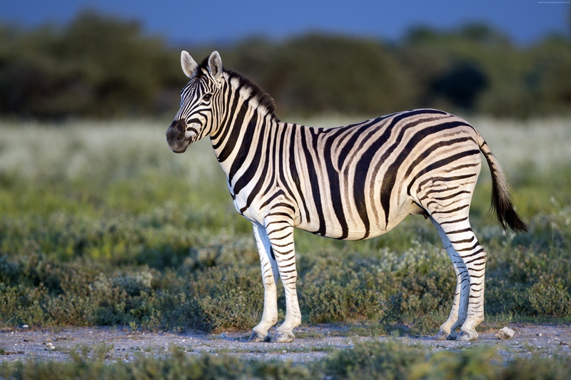 strips, eye, Zebra, Black and White, 4K